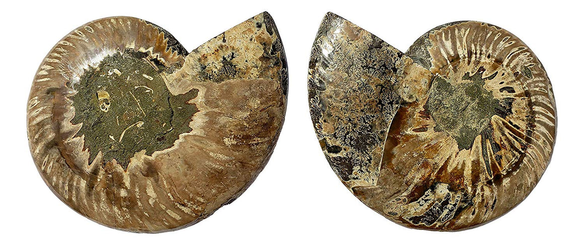 Genuine Ammonite Fossil Pair - Split and Polished - from Madagascar (3) - dinosaursrocksuperstore