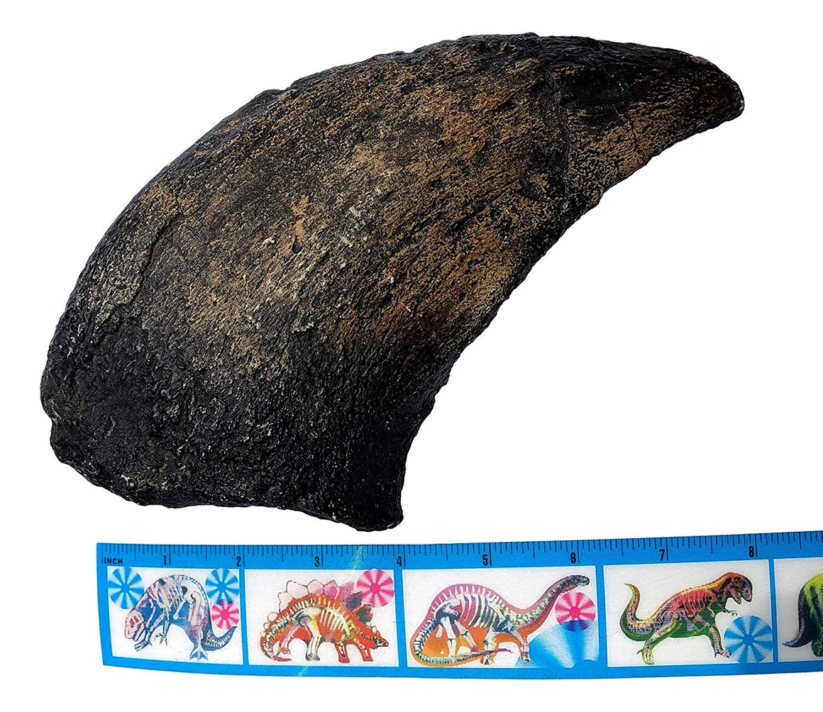 Camarasaurus Dinosaur Claw Fossil - Museum Quality Replica - 11.5" - dinosaursrocksuperstore