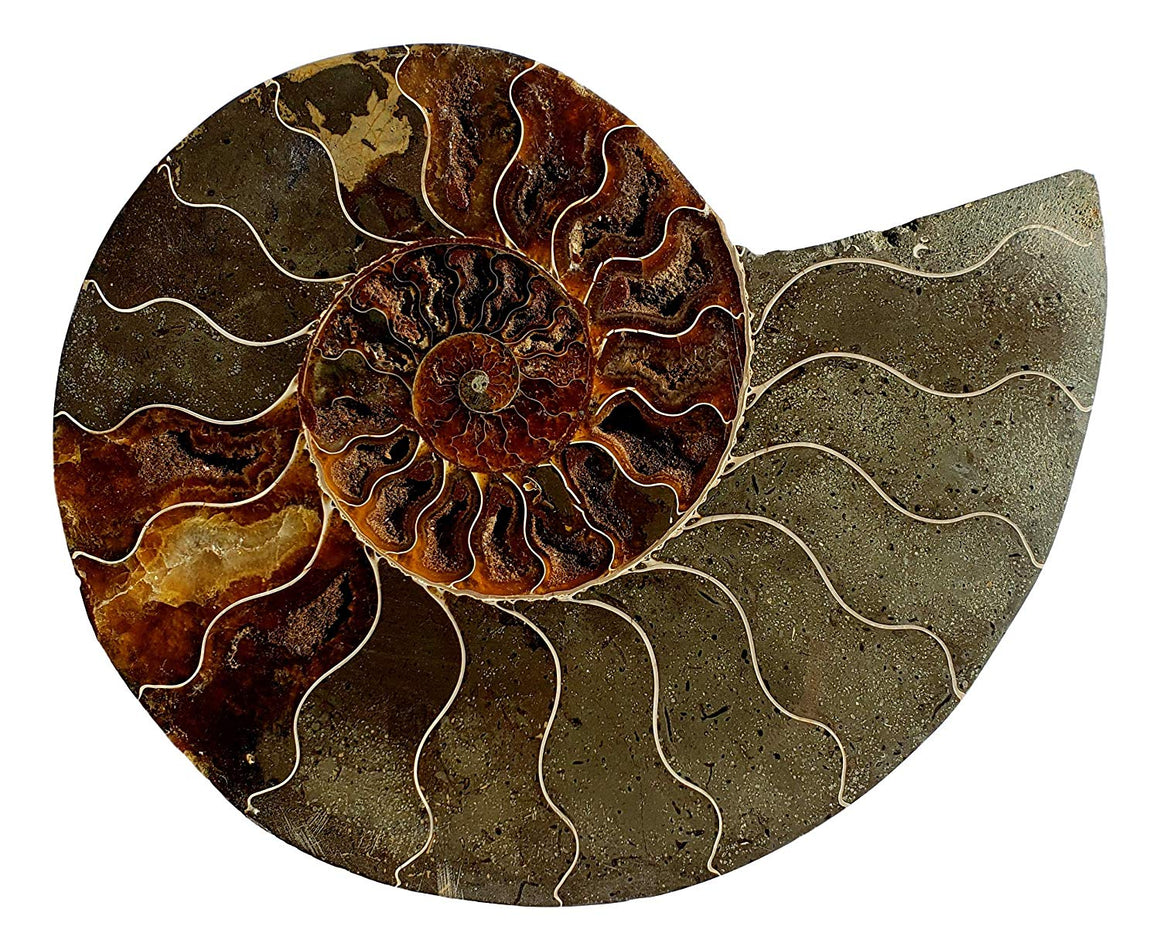 Genuine Ammonite Fossil Pair - Split and Polished - from Madagascar (2) - dinosaursrocksuperstore