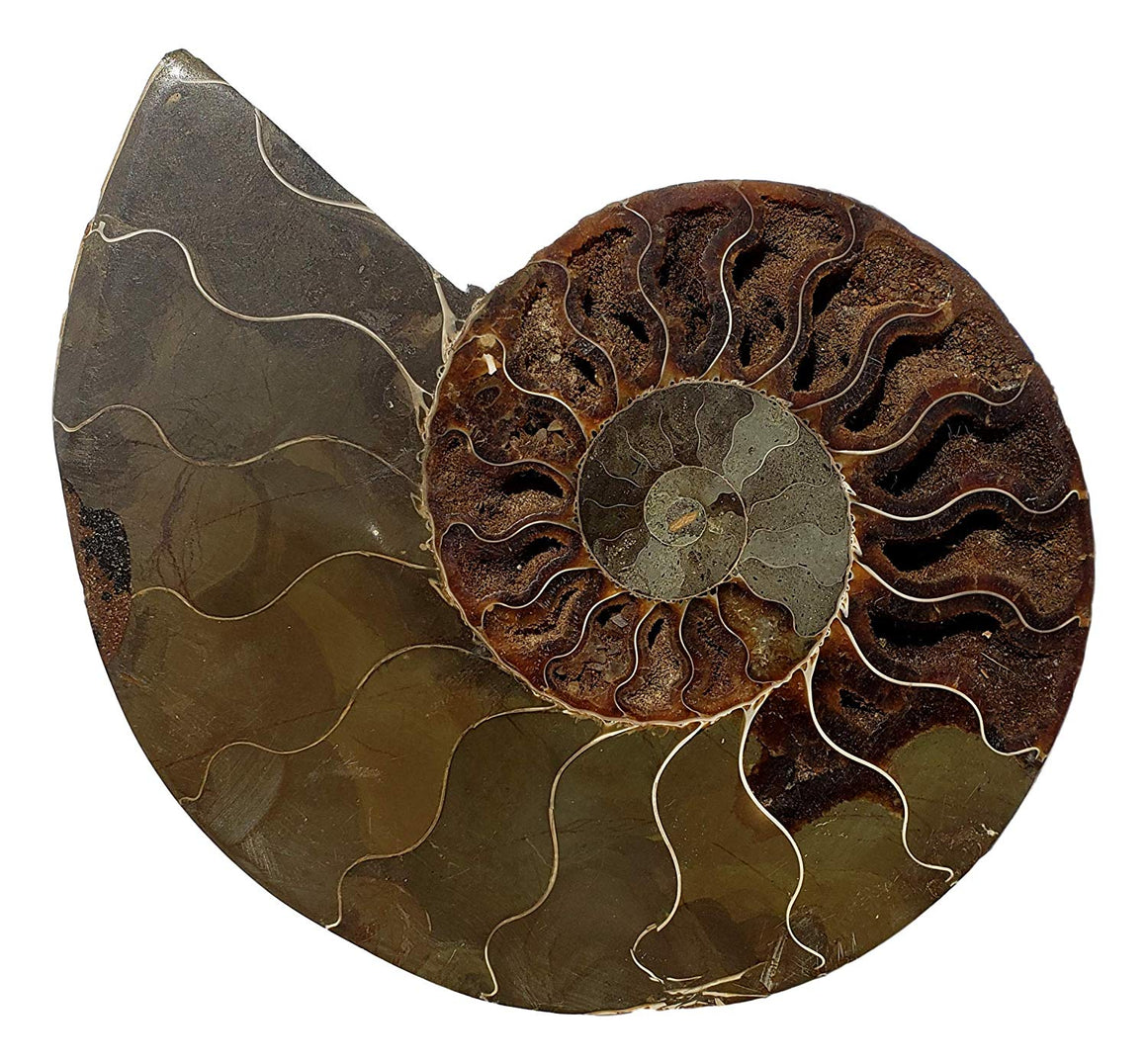 Genuine Ammonite Fossil Pair - Split and Polished - from Madagascar (8) - dinosaursrocksuperstore