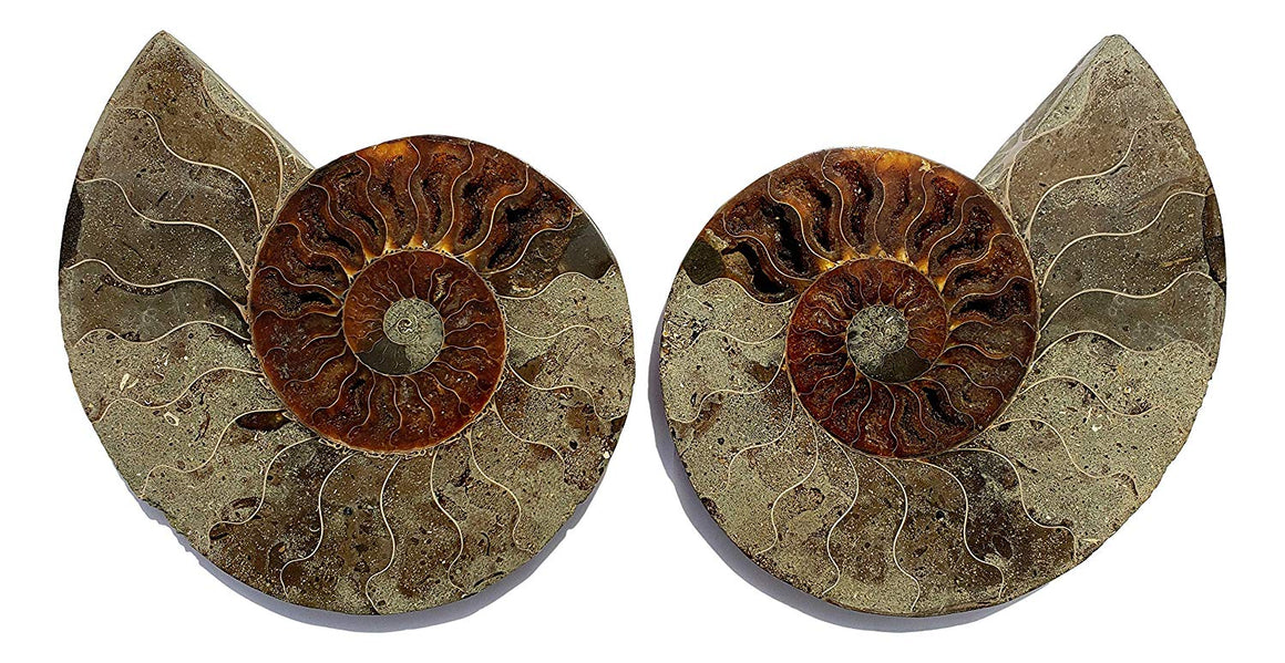 Genuine Ammonite Fossil Pair - Split and Polished - from Madagascar (16) - dinosaursrocksuperstore