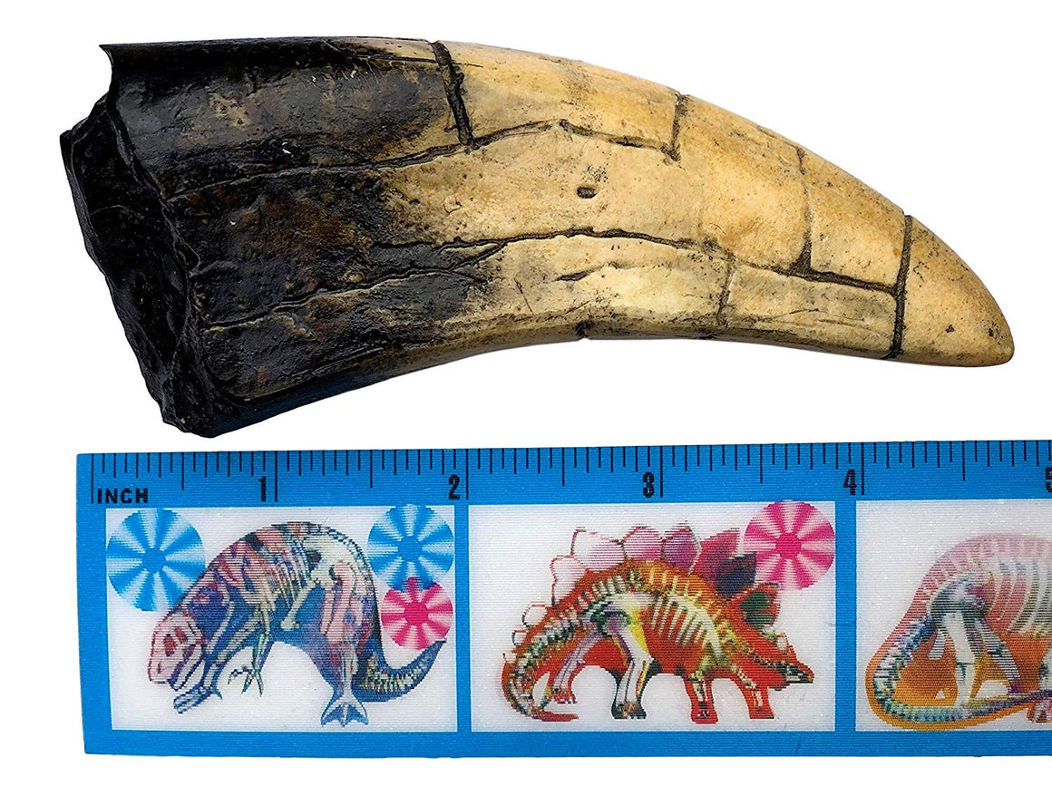 T-Rex - Tyrannosaurus Rex Dinosaur Tooth Replica - dinosaursrocksuperstore
