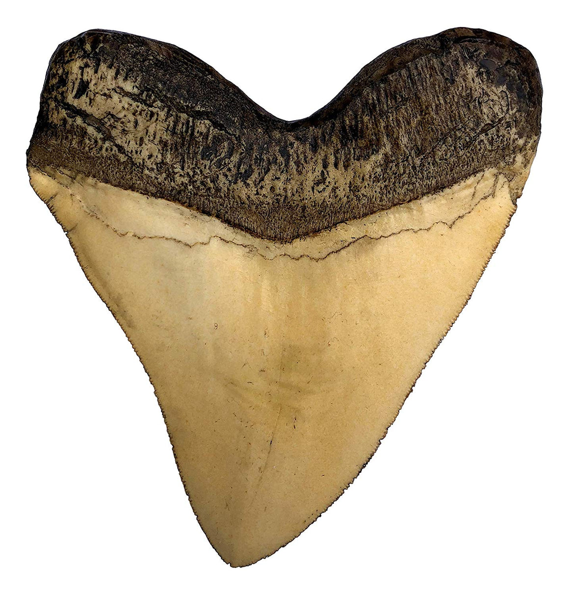 Ivory Megalodon Shark Tooth Museum Quality Replica with Serrations - dinosaursrocksuperstore