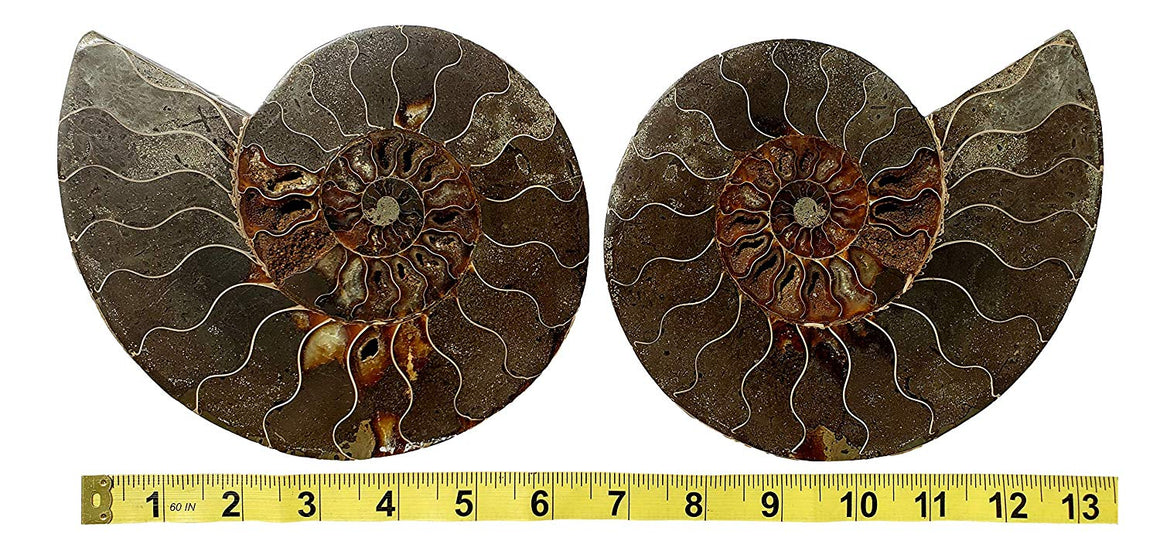 Genuine Ammonite Fossil Pair - Split and Polished - from Madagascar (3) - dinosaursrocksuperstore