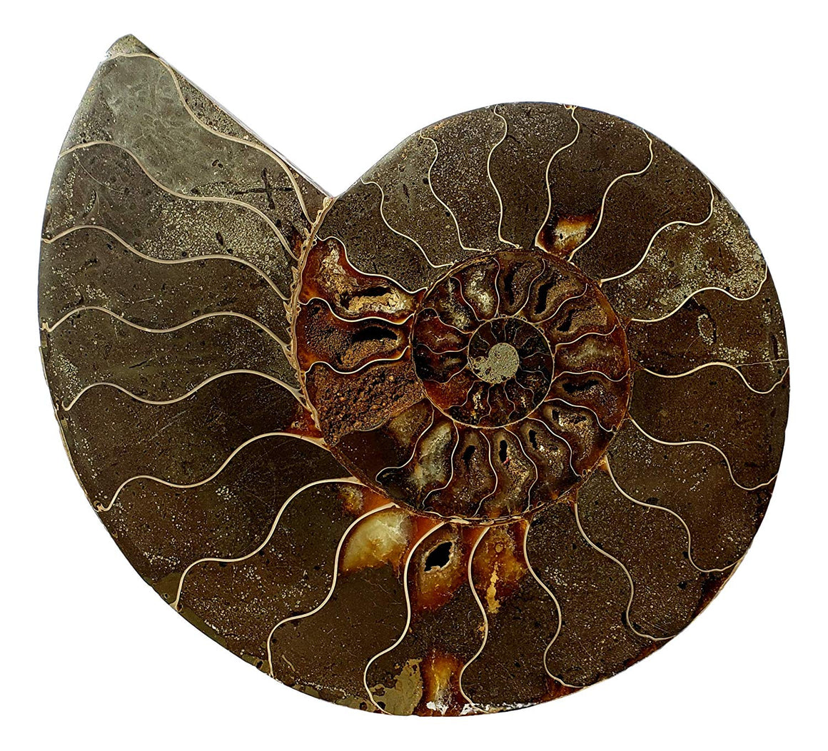 Genuine Ammonite Fossil Pair - Split and Polished - from Madagascar (3) - dinosaursrocksuperstore