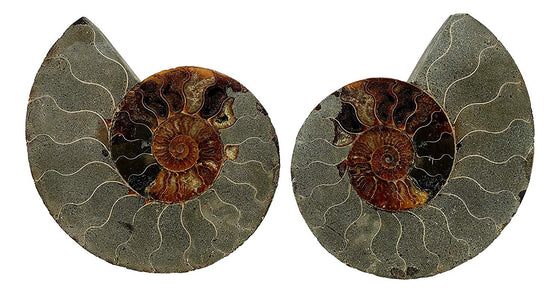 Genuine Ammonite Fossil Pair - Split and Polished - from Madagascar (11) - dinosaursrocksuperstore