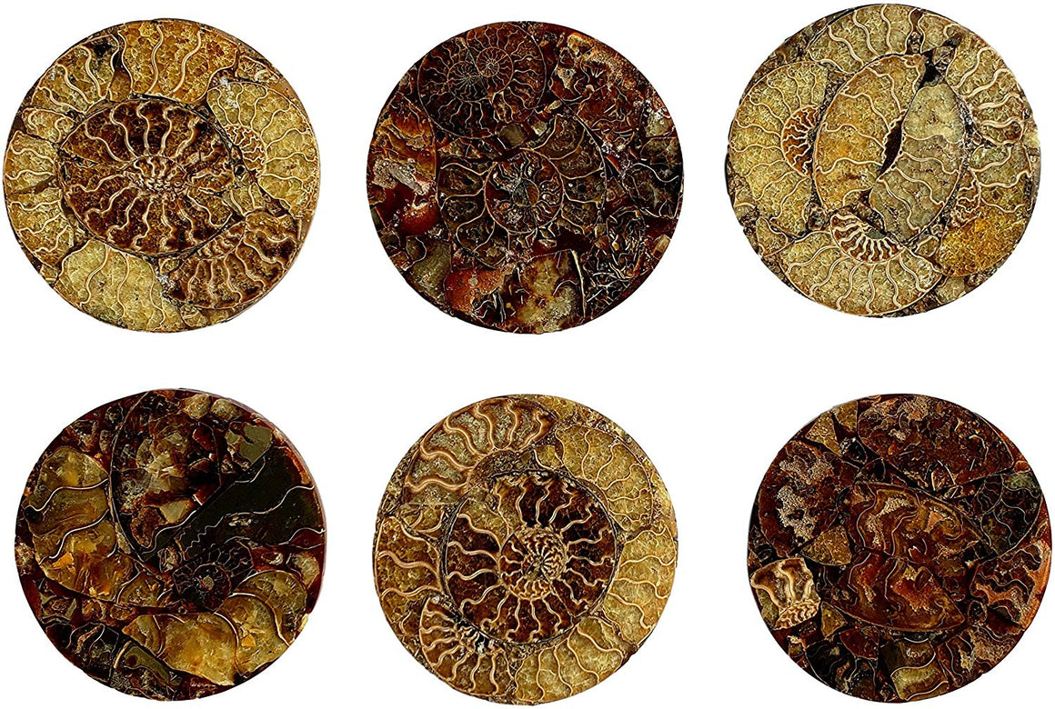 Genuine Multi-Ammonite Fossil Collage Display Specimen and Decorative Serving Platter or Large Coaster from Madagascar (Small) - dinosaursrocksuperstore