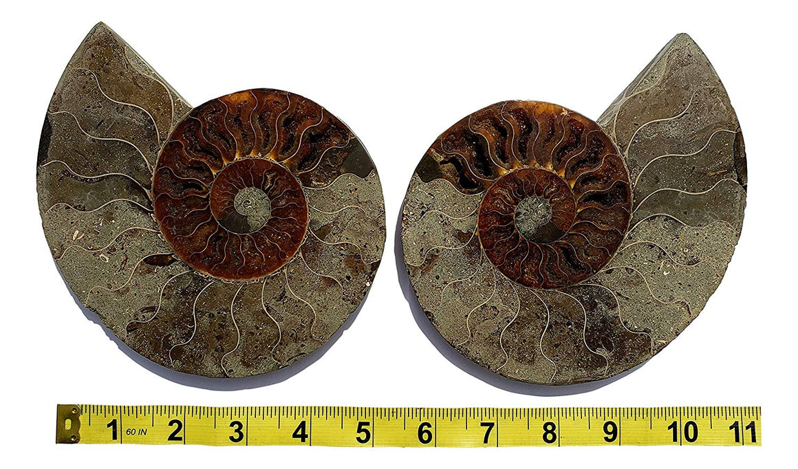 Genuine Ammonite Fossil Pair - Split and Polished - from Madagascar (16) - dinosaursrocksuperstore