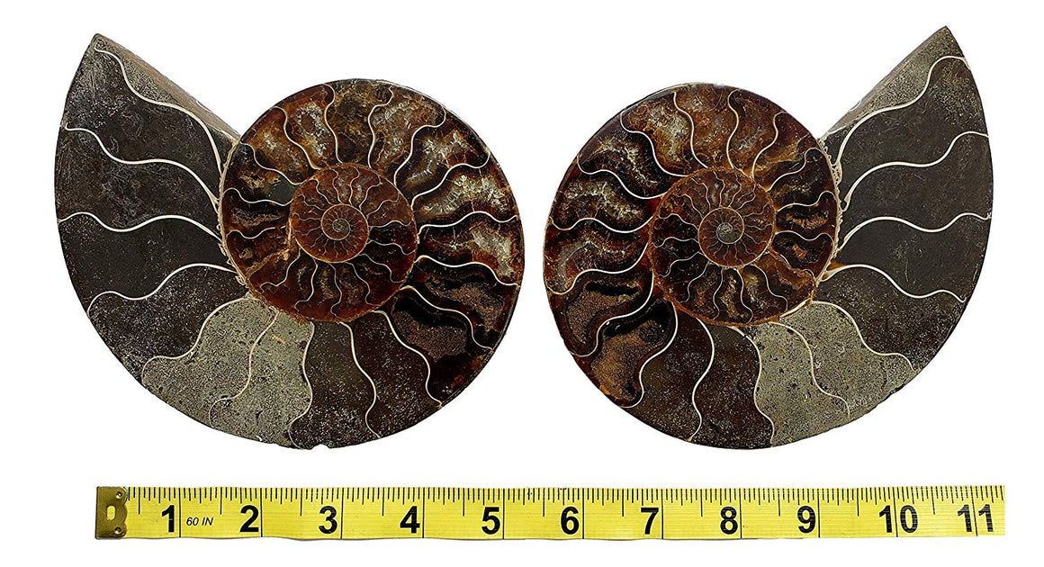 Genuine Ammonite Fossil Pair - Split and Polished - from Madagascar (15) - dinosaursrocksuperstore