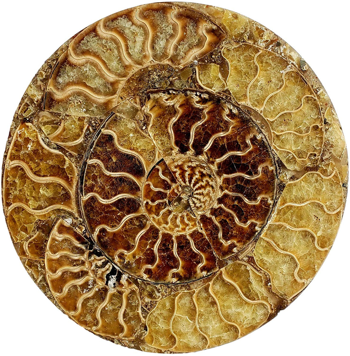 Genuine Multi-Ammonite Fossil Collage Display Specimen and Decorative Serving Platter or Large Coaster from Madagascar (Small) - dinosaursrocksuperstore