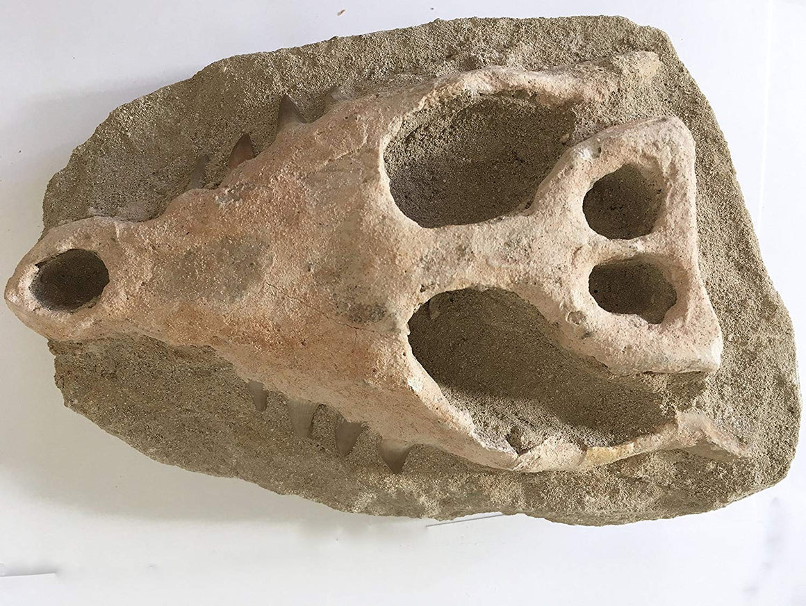 Turtle Fossil Replica 3D Skull with Real Mosasaur Teeth - Decorative - #2 - dinosaursrocksuperstore