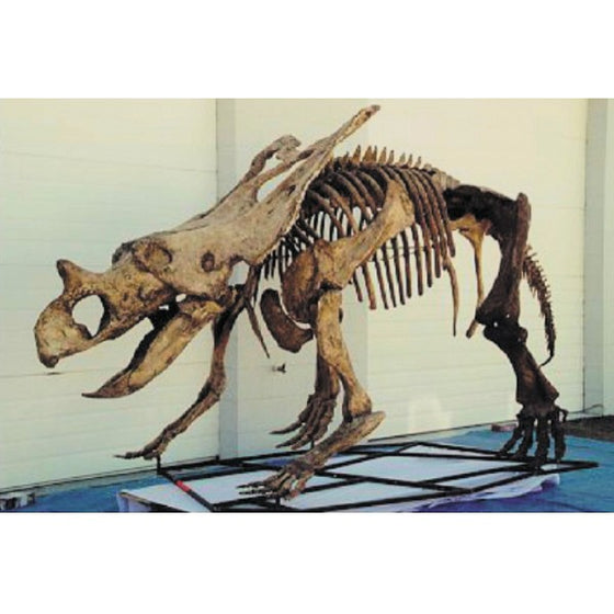 Chasmosaur Belli Skeleton Replica - dinosaursrocksuperstore