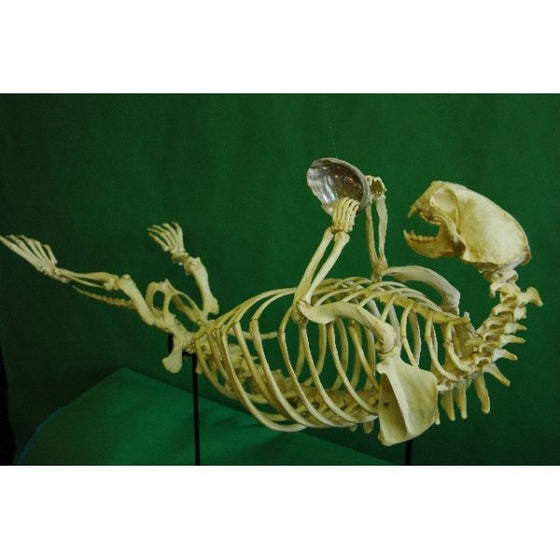 Sea Otter Skeleton Replica, Mounted - dinosaursrocksuperstore