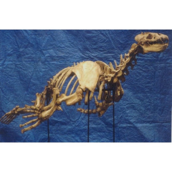 Allodesmus Kelloggi Skeleton (mounted) - dinosaursrocksuperstore