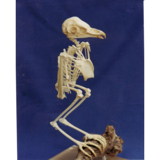 Barn Owl Skeleton - dinosaursrocksuperstore