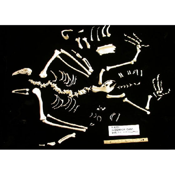 California Condor Disarticulated Skeleton Replica - dinosaursrocksuperstore