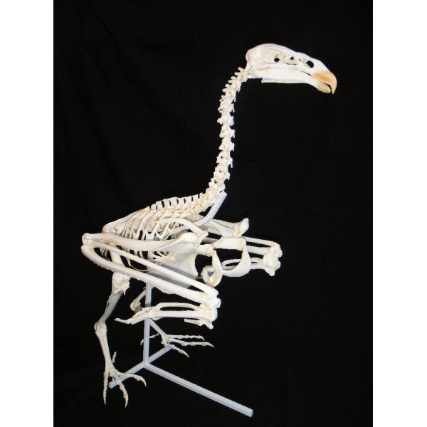California Condor Mounted Skeleton Replica - dinosaursrocksuperstore