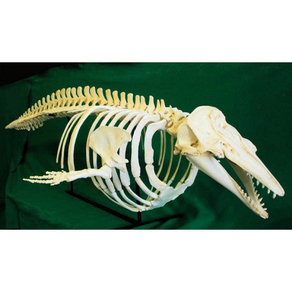 Beluga Skeleton Articulated Skeleton Replica - dinosaursrocksuperstore