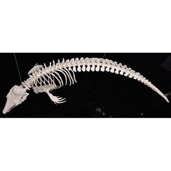 Beluga Skeleton Articulated Skeleton Replica - dinosaursrocksuperstore