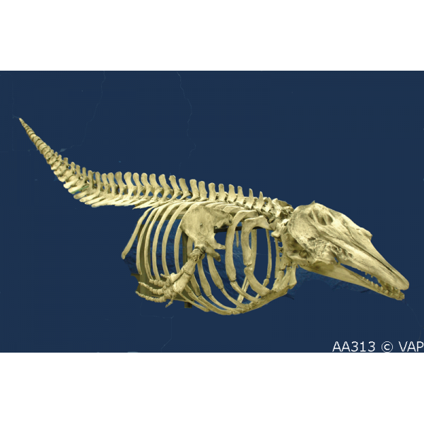 Beluga Whale Disarticulated Skeleton Replica - dinosaursrocksuperstore