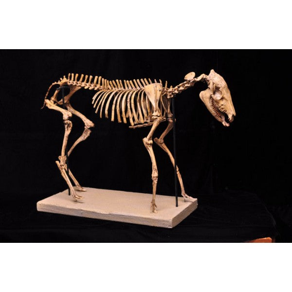 Mesohippus Skeleton (mounted) - dinosaursrocksuperstore