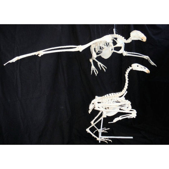 California Condor Mounted Skeleton Replica - dinosaursrocksuperstore