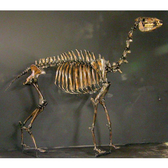 Yesterday's Camel Mounted Skeleton - dinosaursrocksuperstore