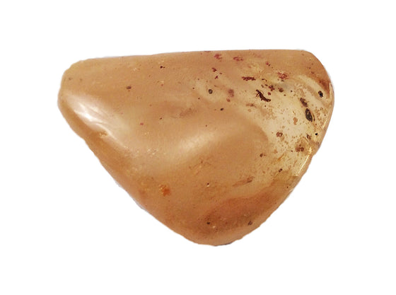 AMBER - Genuine Fossil (4) - dinosaursrocksuperstore