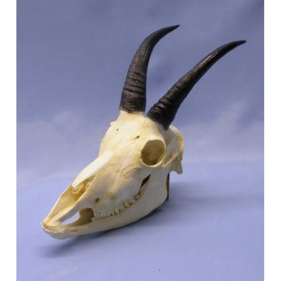 Mountain Goat Skull - dinosaursrocksuperstore