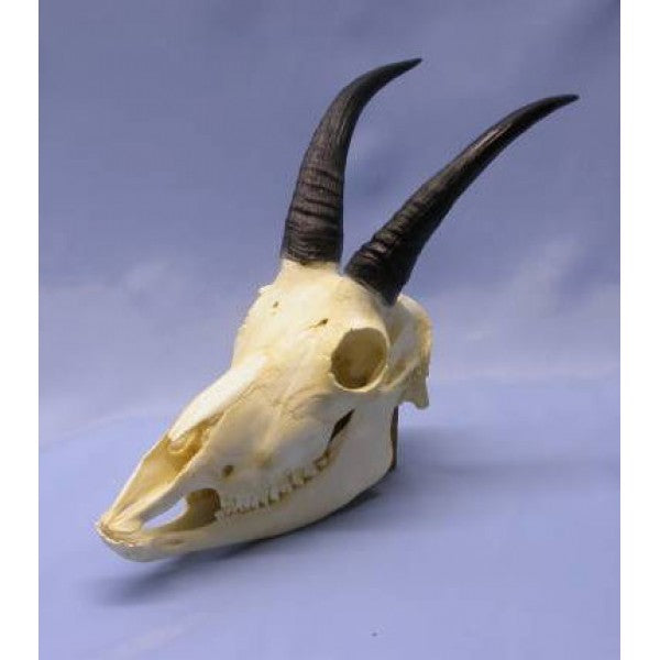 Mountain Goat Skull - dinosaursrocksuperstore