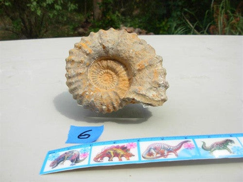 Genuine Ammonite - Morocco (representative photo) - dinosaursrocksuperstore