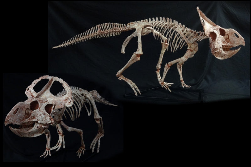 Protoceratops Adult Skeleton Replica - dinosaursrocksuperstore