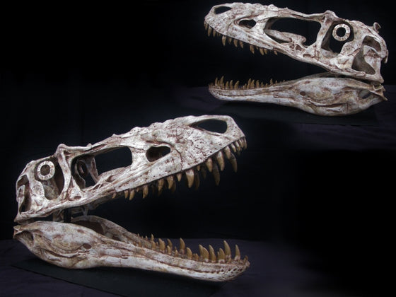 Tyrannosaur Skull Alioramus Replica - dinosaursrocksuperstore