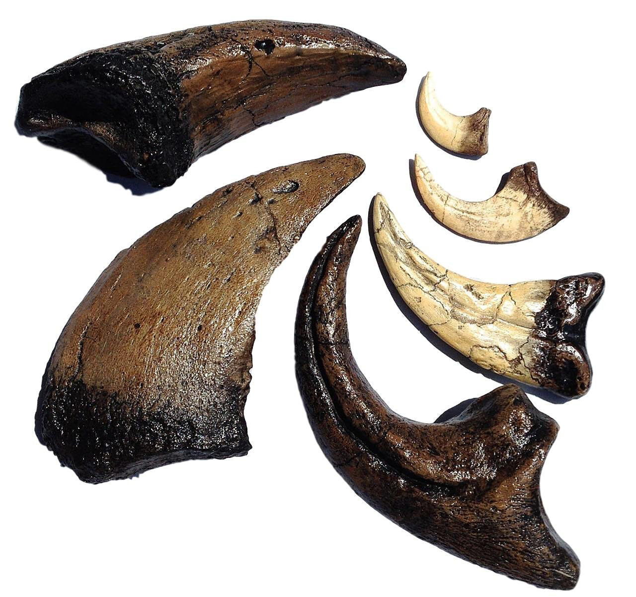 Dinosaur Claw Replica Collection -🎁 The Ultimate Dinosaur Gift: Giant Claw Replicas Cast from Original Fossils — Gift-Ready and Priced to Sell at