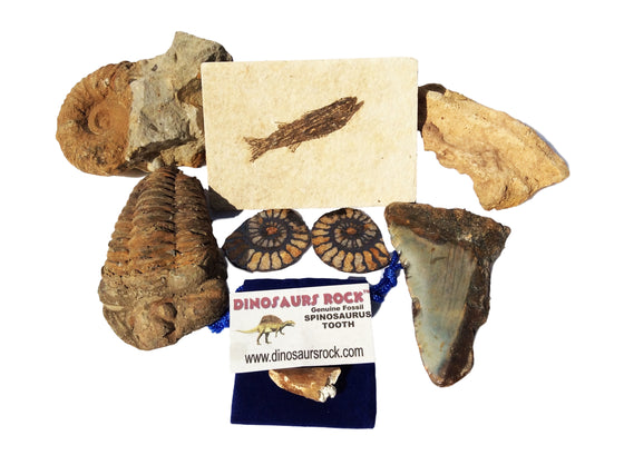 Exclusive Fossil Collection - 7 Specimens - Great gift! - dinosaursrocksuperstore