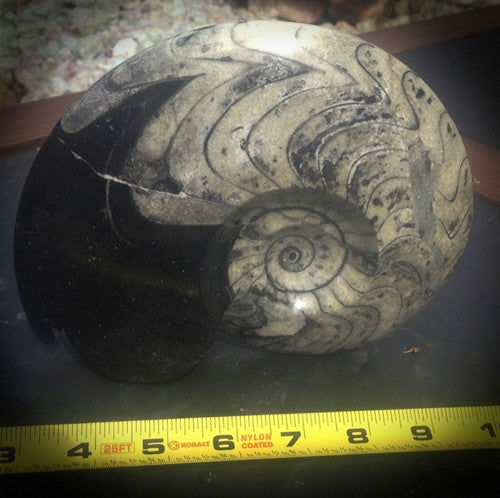 Genuine Fossil Goniatite Ammonite (3) - dinosaursrocksuperstore