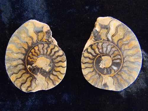 Genuine Fossil Ammonite Pair - Split & Polished - Gift Packaged - dinosaursrocksuperstore