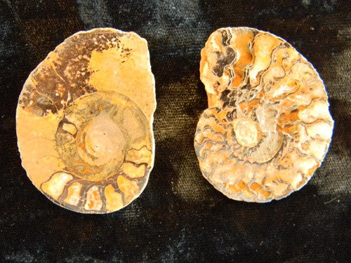 Genuine Fossil Ammonite Pair - Split & Polished - Gift Packaged - dinosaursrocksuperstore