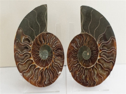 Genuine Ammonite Fossil Pair: Split & Polished - from Madagascar (10) - dinosaursrocksuperstore