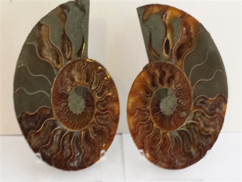 Genuine Ammonite Fossil Pair: Split & Polished 5" wide - from Madagascar (15) - dinosaursrocksuperstore