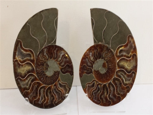 Genuine Ammonite Fossil Pair: Split & Polished - 5" -  from Madagascar (16) - dinosaursrocksuperstore
