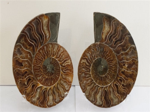 Genuine Ammonite Fossil Pair: Split & Polished - 4" -  from Madagascar (17) - dinosaursrocksuperstore