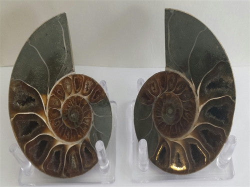 Genuine Ammonite Fossil Pair: Split & Polished - from Madagascar (3) - dinosaursrocksuperstore