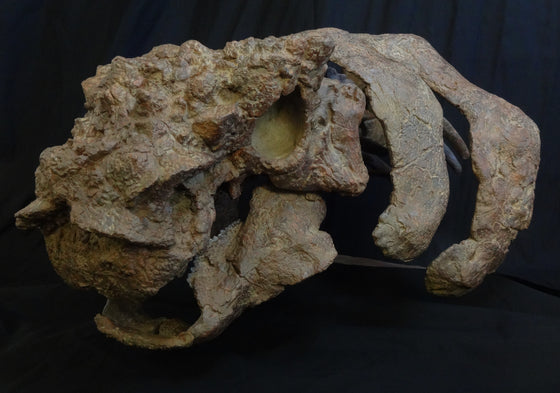 New Ankylosaur Akainacephalus Skull Replica w/ neck Armor - dinosaursrocksuperstore