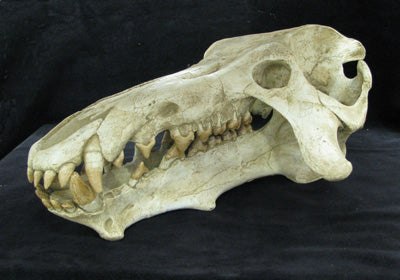 Archaeotherium Skull Replica - dinosaursrocksuperstore