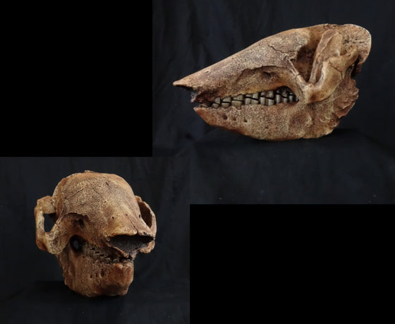 Giant Armadillo Skull Replica - dinosaursrocksuperstore