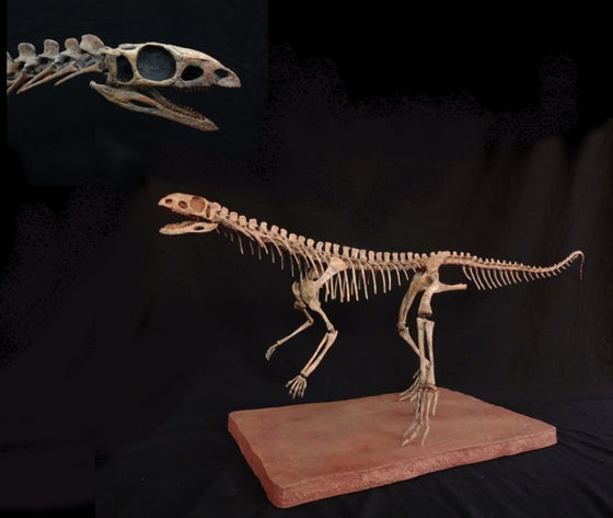 Asilisaurus Archosaur Skeleton Replica - dinosaursrocksuperstore