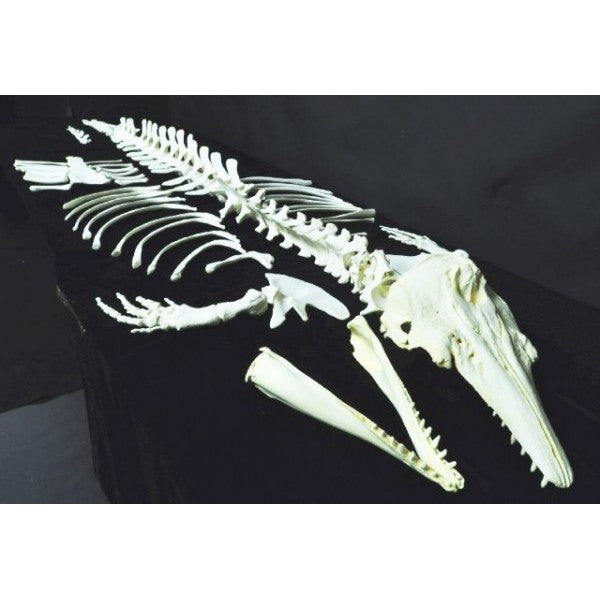 Beluga Whale Disarticulated Skeleton Replica - dinosaursrocksuperstore
