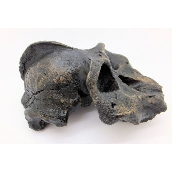 Black Skull Australopithecus aethiopicus - dinosaursrocksuperstore