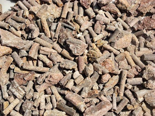 Bulk Fossils: Crinoid Stems (Genuine) Fossils by the pound - dinosaursrocksuperstore